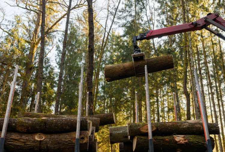 crane-in-forest-loading-logs-in-the-truck-timber-h-LKWX6QN