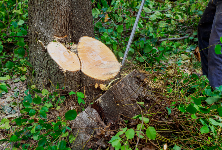man-cuts-tree-with-chainsaw-concept-of-deforestati-KVJ36NB